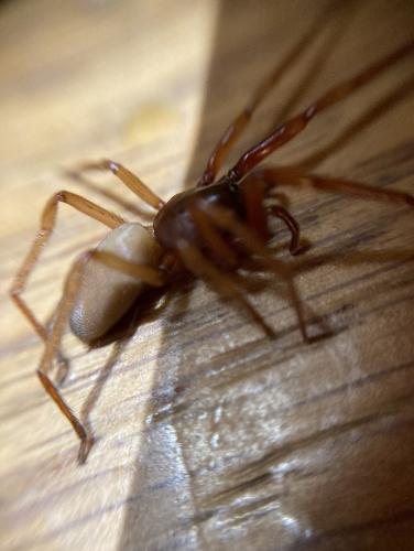 Réf. 296 304 : Harpactea rubicunda